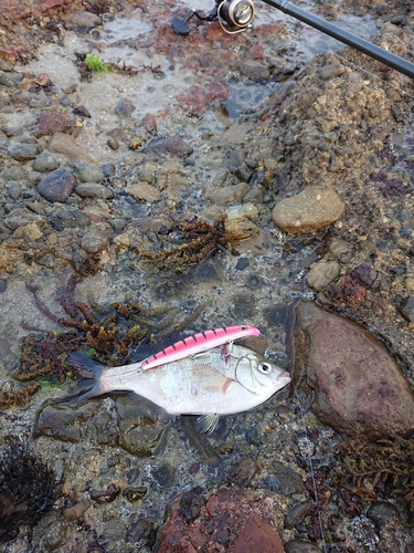 ウミタナゴの釣果