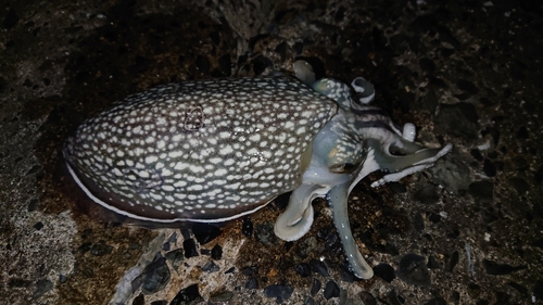 シリヤケイカの釣果