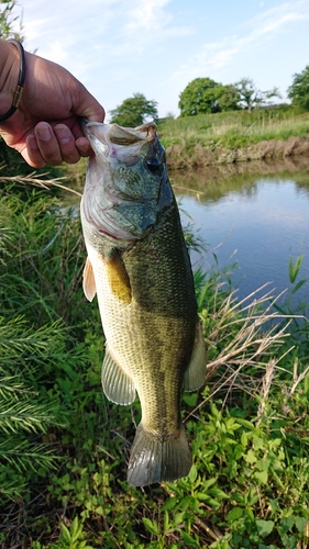 ラージマウスバスの釣果