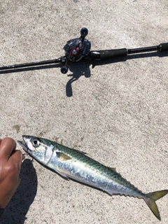 サバの釣果