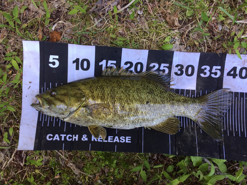 スモールマウスバスの釣果