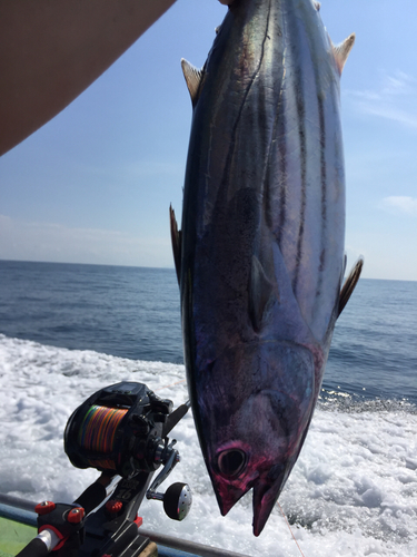 カツオの釣果