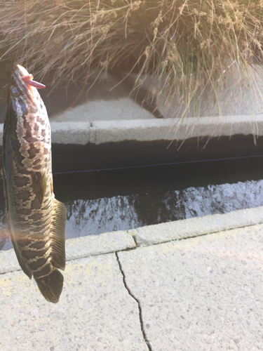 ライギョの釣果