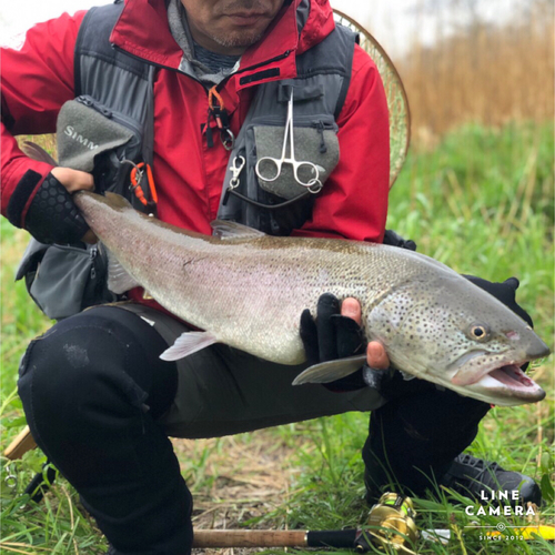 イトウの釣果