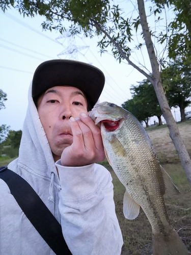 ラージマウスバスの釣果