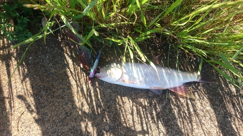 ケタバスの釣果