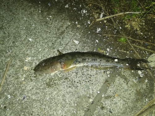 ハゼの釣果