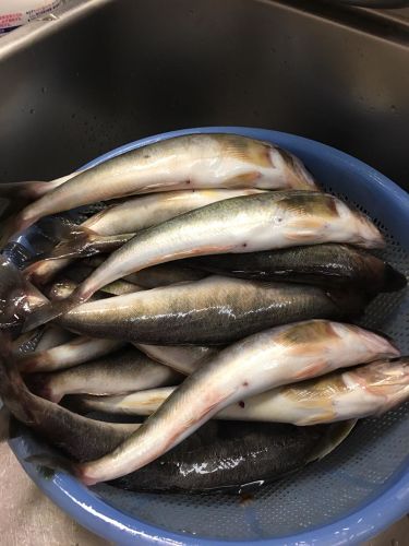 ホッケの釣果