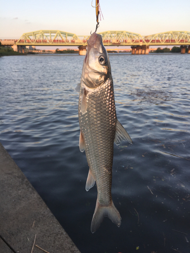 ニゴイの釣果