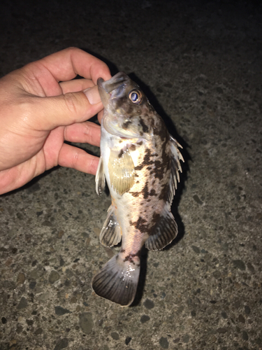 クロソイの釣果