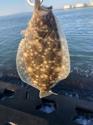 ヒラメの釣果