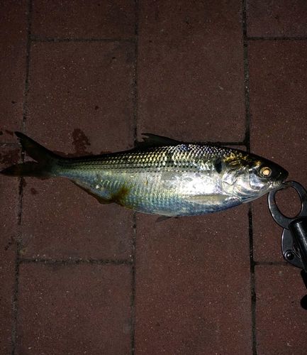 コノシロの釣果