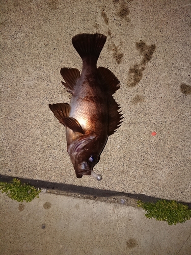 メバルの釣果