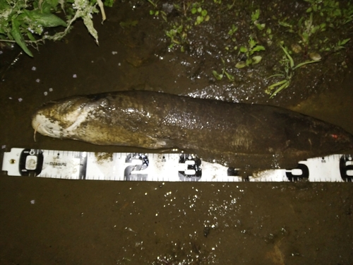 マナマズの釣果