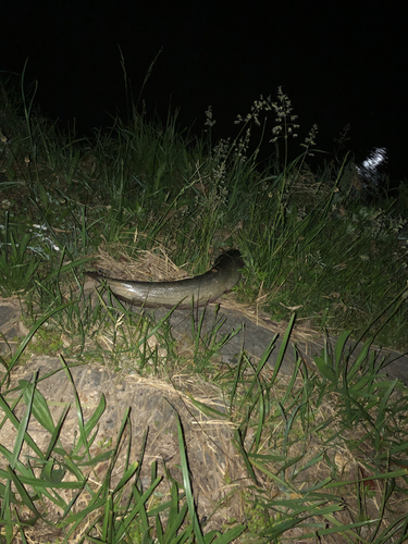 ナマズの釣果