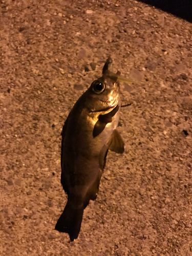 アカメバルの釣果