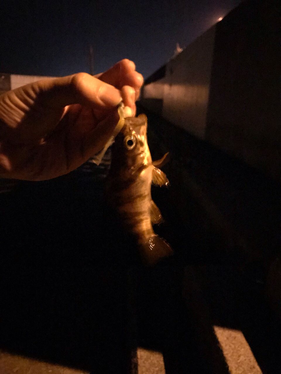 アカメバル