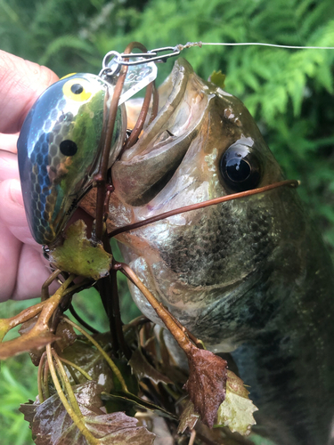 ブラックバスの釣果