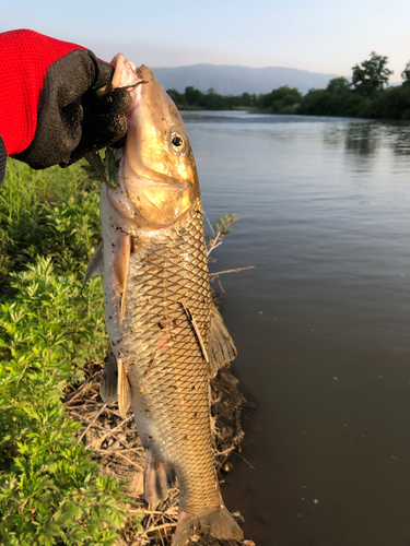 ニゴイの釣果