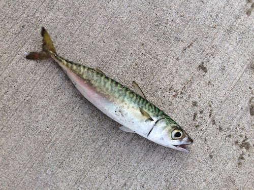 サバの釣果