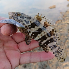 マダラハタの釣果