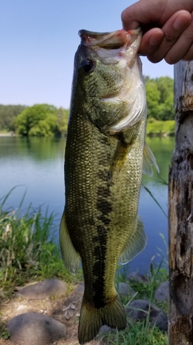 ブラックバスの釣果