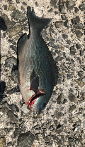 オナガグレの釣果