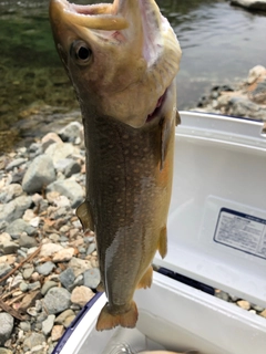 ニジマスの釣果