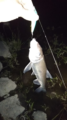 ニゴイの釣果