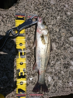 セイゴ（マルスズキ）の釣果