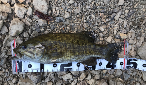 スモールマウスバスの釣果