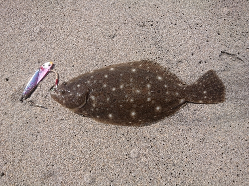 ソゲの釣果