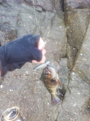 クロメバルの釣果