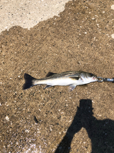 スズキの釣果