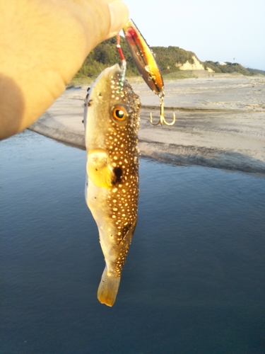 クサフグの釣果