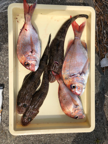 タイの釣果