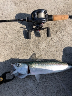 サバの釣果