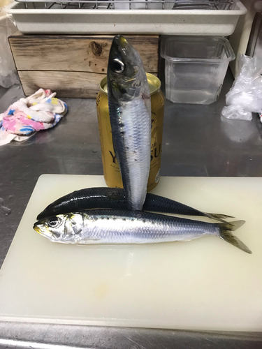 イワシの釣果