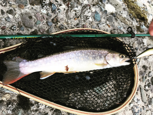 イワナの釣果