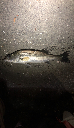 フッコ（マルスズキ）の釣果