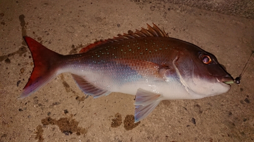 マダイの釣果