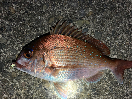 タイの釣果