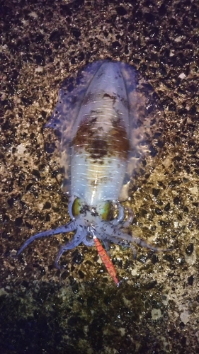 アオリイカの釣果