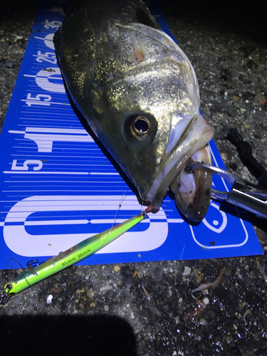 シーバスの釣果