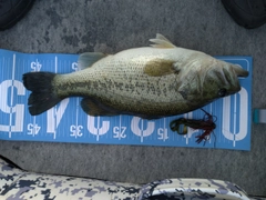 ブラックバスの釣果