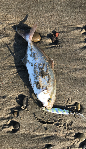 カンパチの釣果