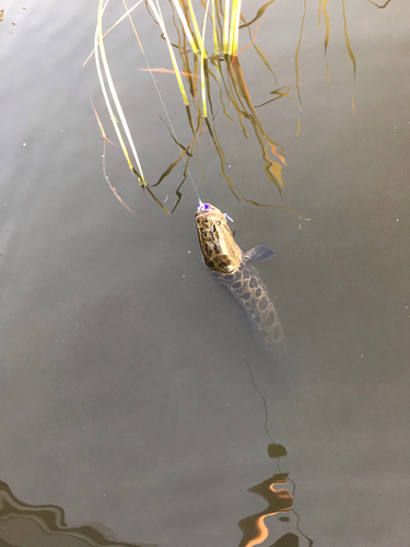 ライギョの釣果