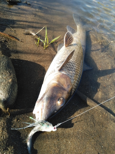 ニゴイの釣果