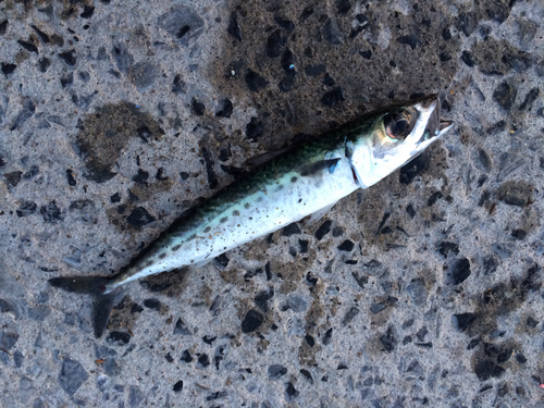 サバの釣果