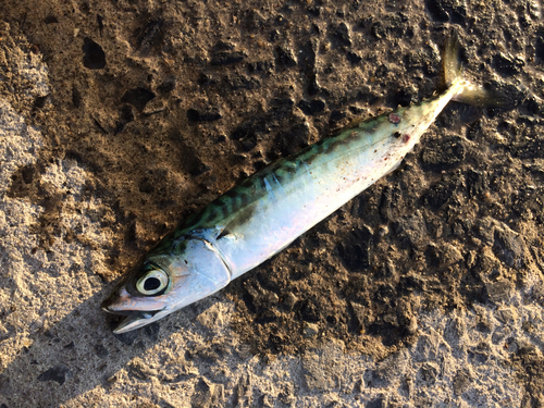 サバの釣果